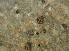 Echinolittorina australis