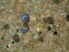Echinolittorina australis