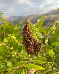 Rhus coriaria