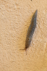 Limax conemenosi