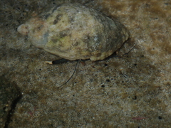 Clibanarius virescens