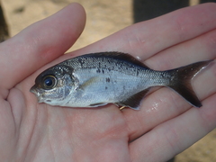 Kyphosus cornelii