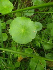 Hydrocotyle vulgaris