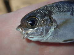 Kyphosus cornelii
