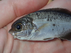 Kyphosus cornelii