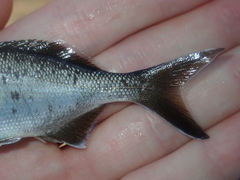 Kyphosus cornelii