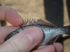 Kyphosus cornelii