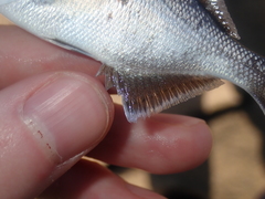 Kyphosus cornelii