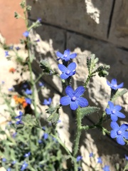 Anchusa strigosa