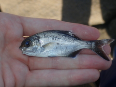 Kyphosus cornelii