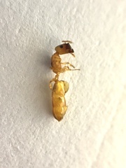 Crematogaster cylindriceps