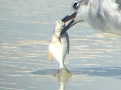 Trachinotus carolinus