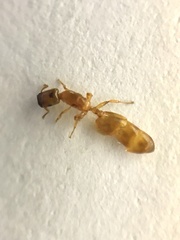 Crematogaster cylindriceps