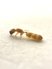 Crematogaster cylindriceps