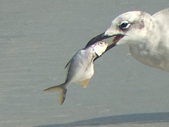 Trachinotus carolinus