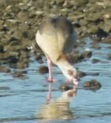 Alopochen aegyptiaca