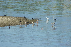 Alopochen aegyptiaca