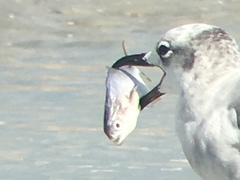 Trachinotus carolinus