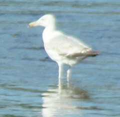 Larus argentatus