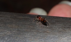 Myrmarachne elongata