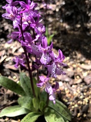 Orchis anatolica