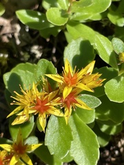 Phedimus kamtschaticus