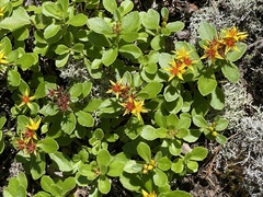 Phedimus kamtschaticus