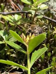 Phedimus kamtschaticus