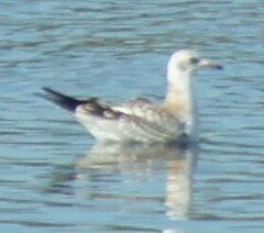 Chroicocephalus ridibundus