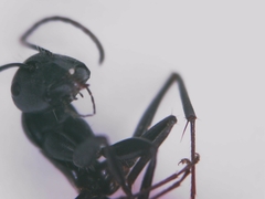 Camponotus micans