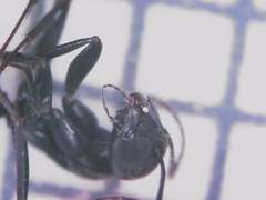 Camponotus micans