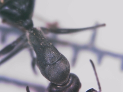 Camponotus micans
