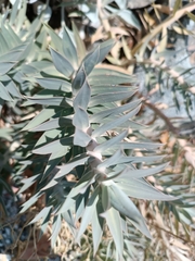 Euphorbia rigida