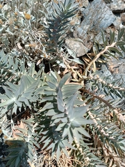 Euphorbia rigida