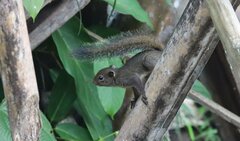 Sciurillus pusillus