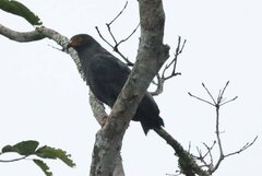 Helicolestes hamatus