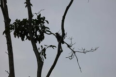 Helicolestes hamatus