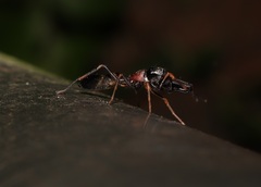 Myrmarachne elongata