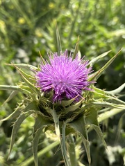 Silybum marianum