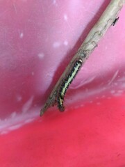 Acronicta intermedia