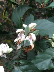 Justicia adhatodoides