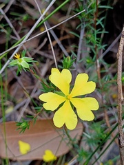 Hibbertia cistiflora