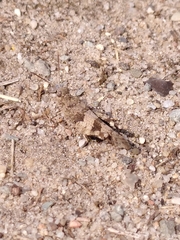 Oedipoda caerulescens