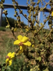 Verbascum