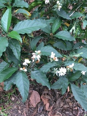 Justicia adhatodoides