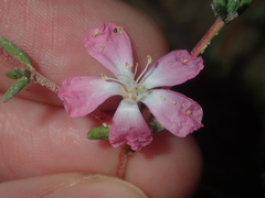Frankenia pauciflora