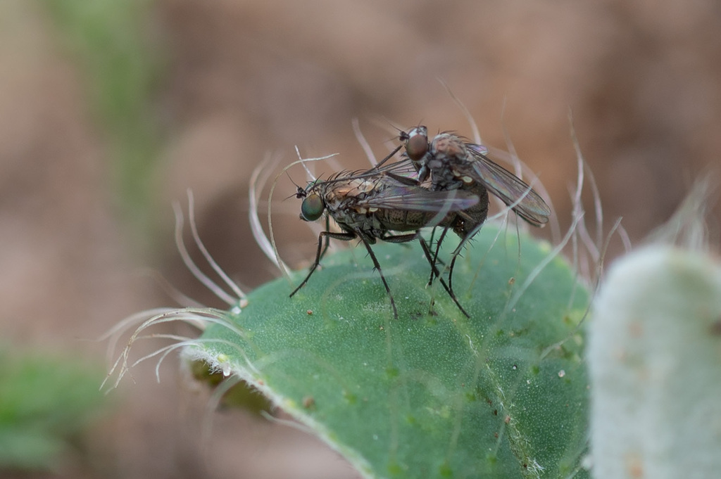 Asyndetus latifrons