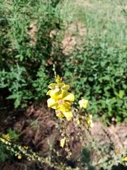 Verbascum