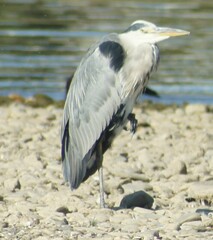 Ardea cinerea