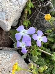 Matthiola tricuspidata